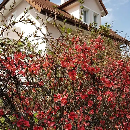 Charming House In Concise Thonon-les-Bains